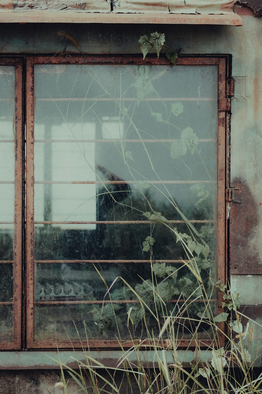 a window that has some plants growing out of it