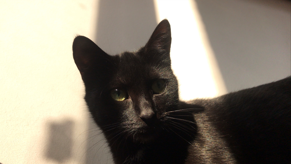 a close up of a black cat with green eyes