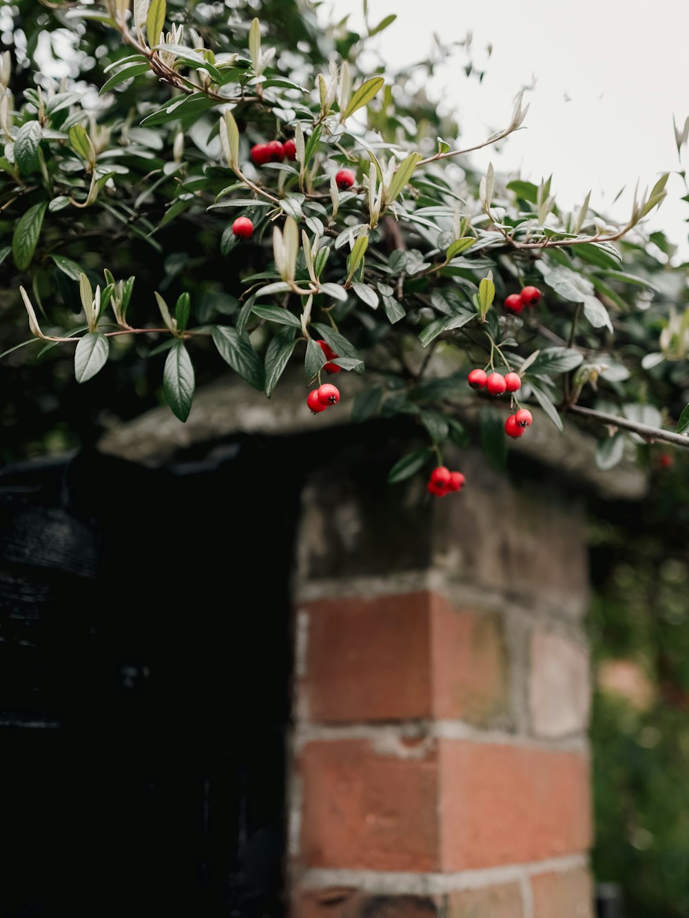 ein Strauch, auf dem rote Beeren wachsen