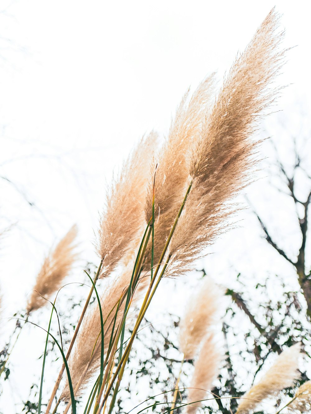 a bunch of tall grass blowing in the wind