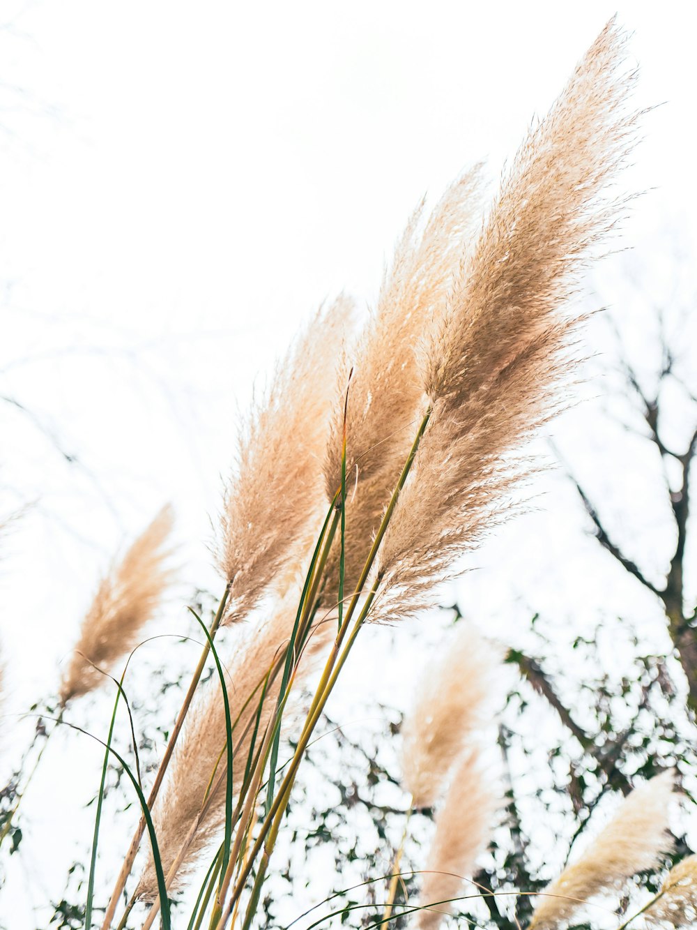 un bouquet d’herbes hautes soufflant dans le vent