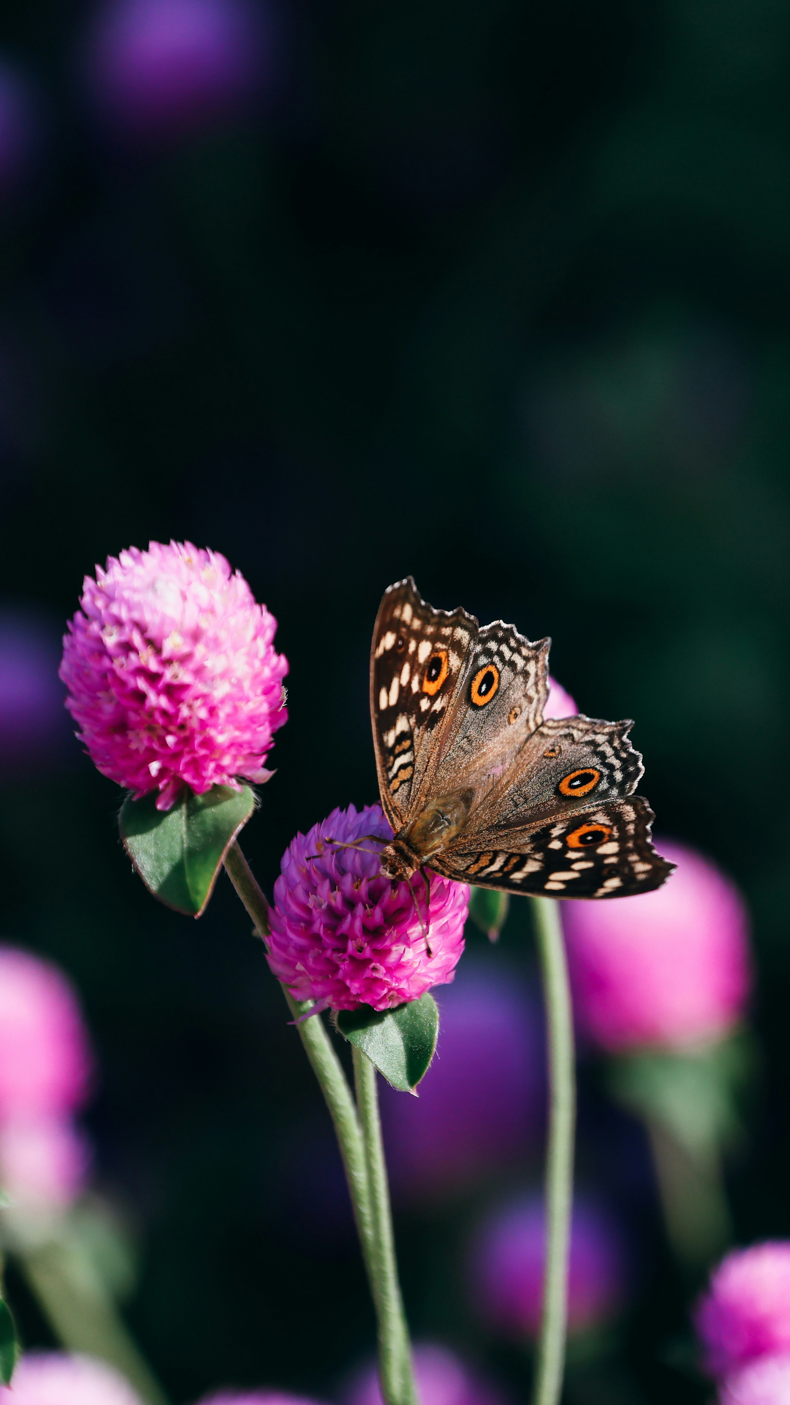 Photo by dickenslin76