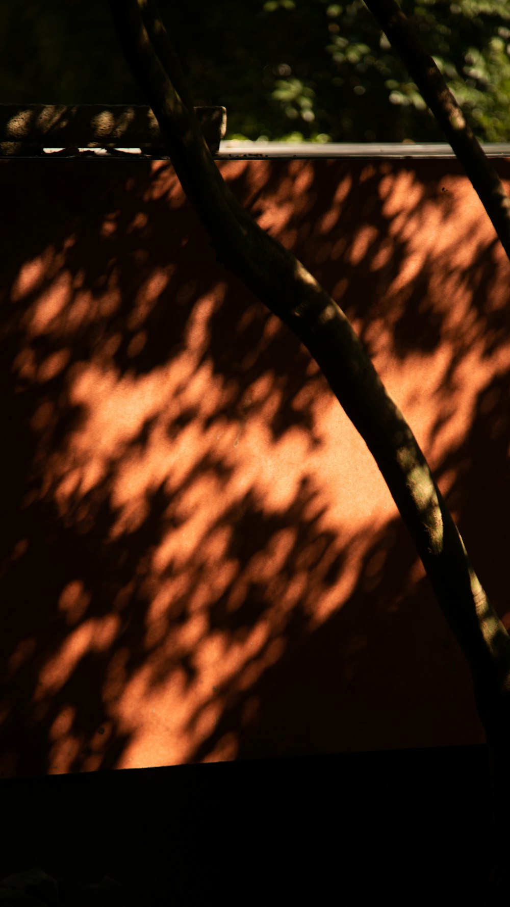 the shadow of a tree on a red wall