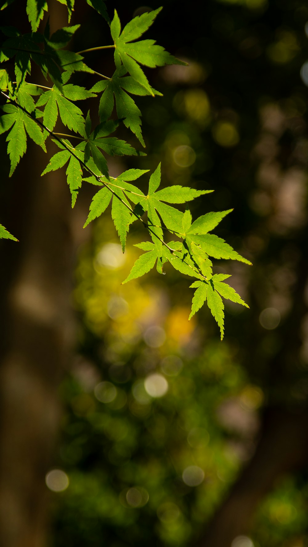 a close up of a green leaf on a tree