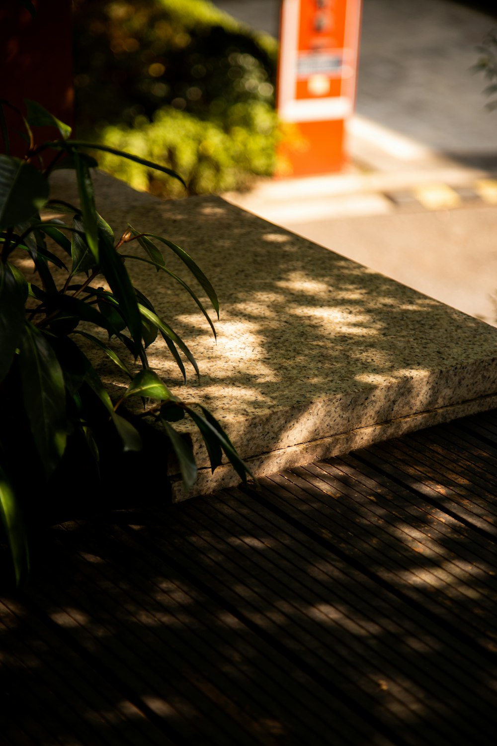 a close up of a plant on a wooden surface