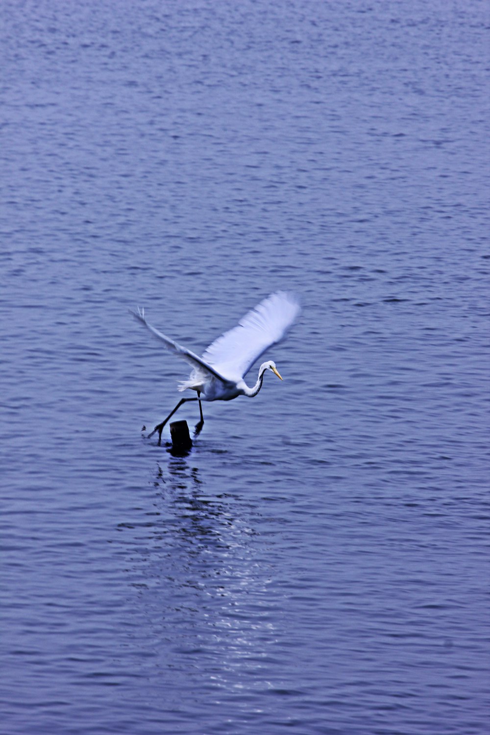 a white bird flying over a body of water