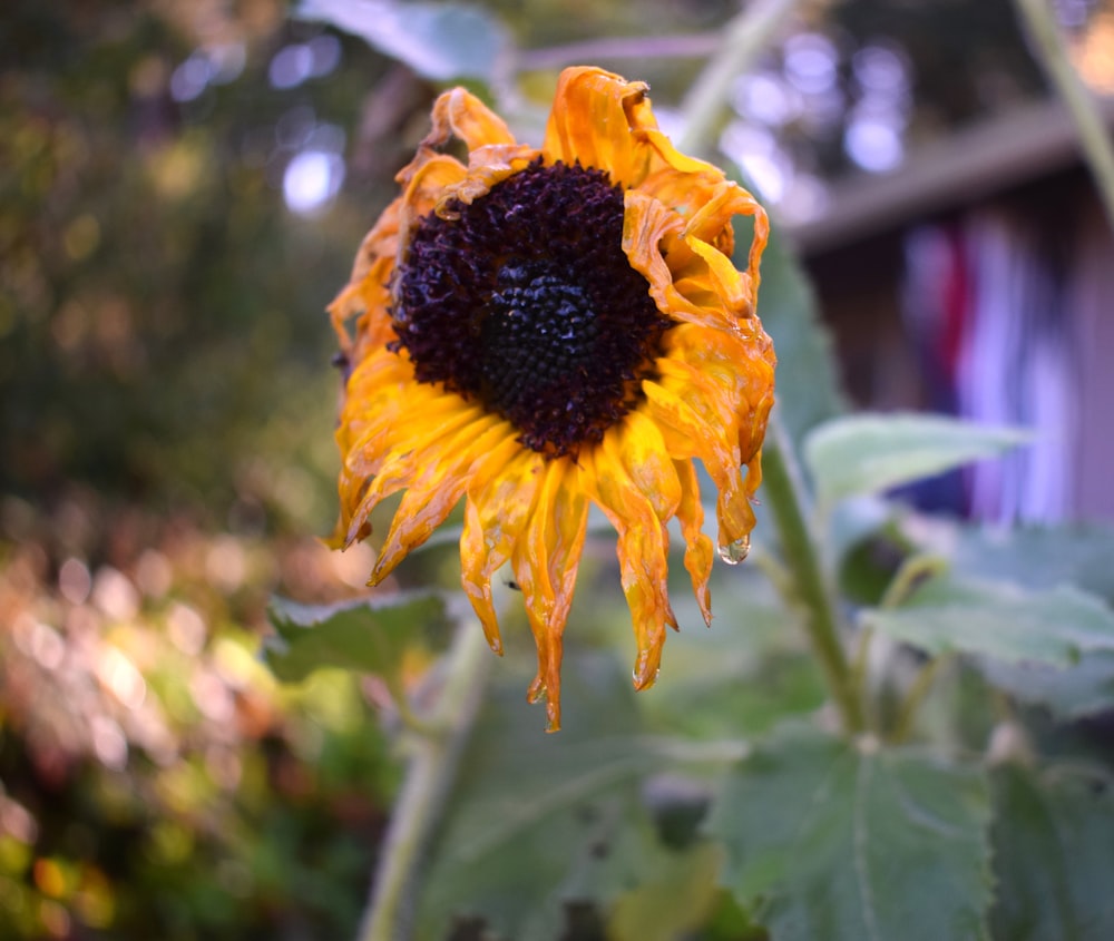 a sunflower with water droplets on it's petals