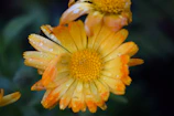 Close-up of a vibrant flower with water droplets glistening in natural light.