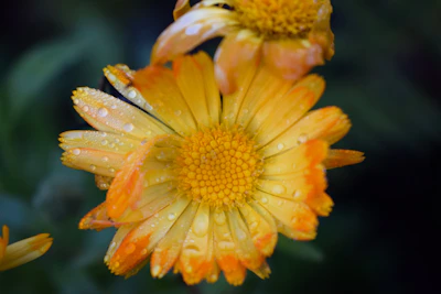 Close-up of a vibrant flower with water droplets glistening in natural light.