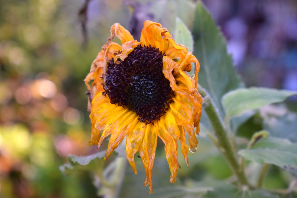 a sunflower with a lot of water droplets on it