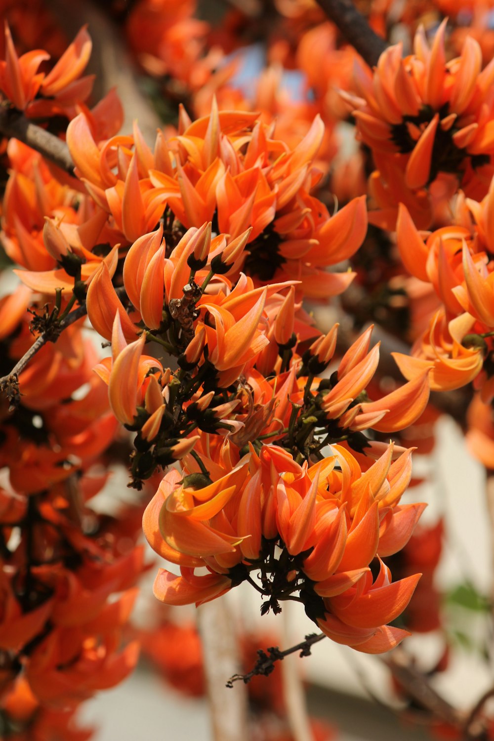 a close up of a tree with orange flowers