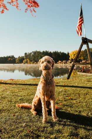 a brown dog sitting on top of a lush green field near lake