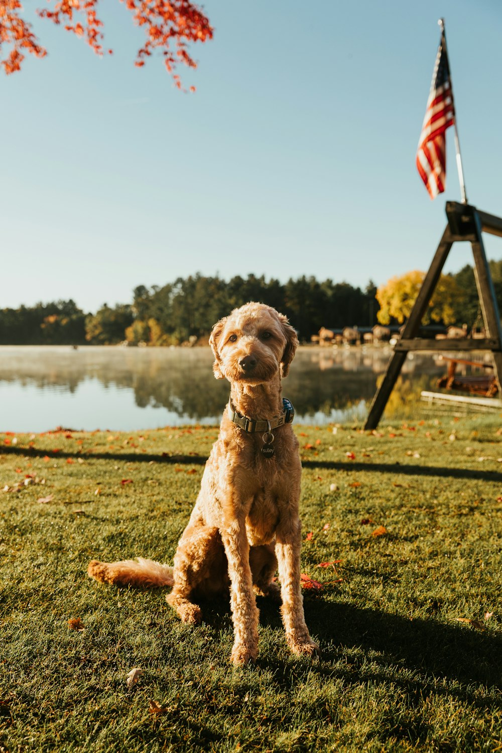 a brown dog sitting on top of a lush green field