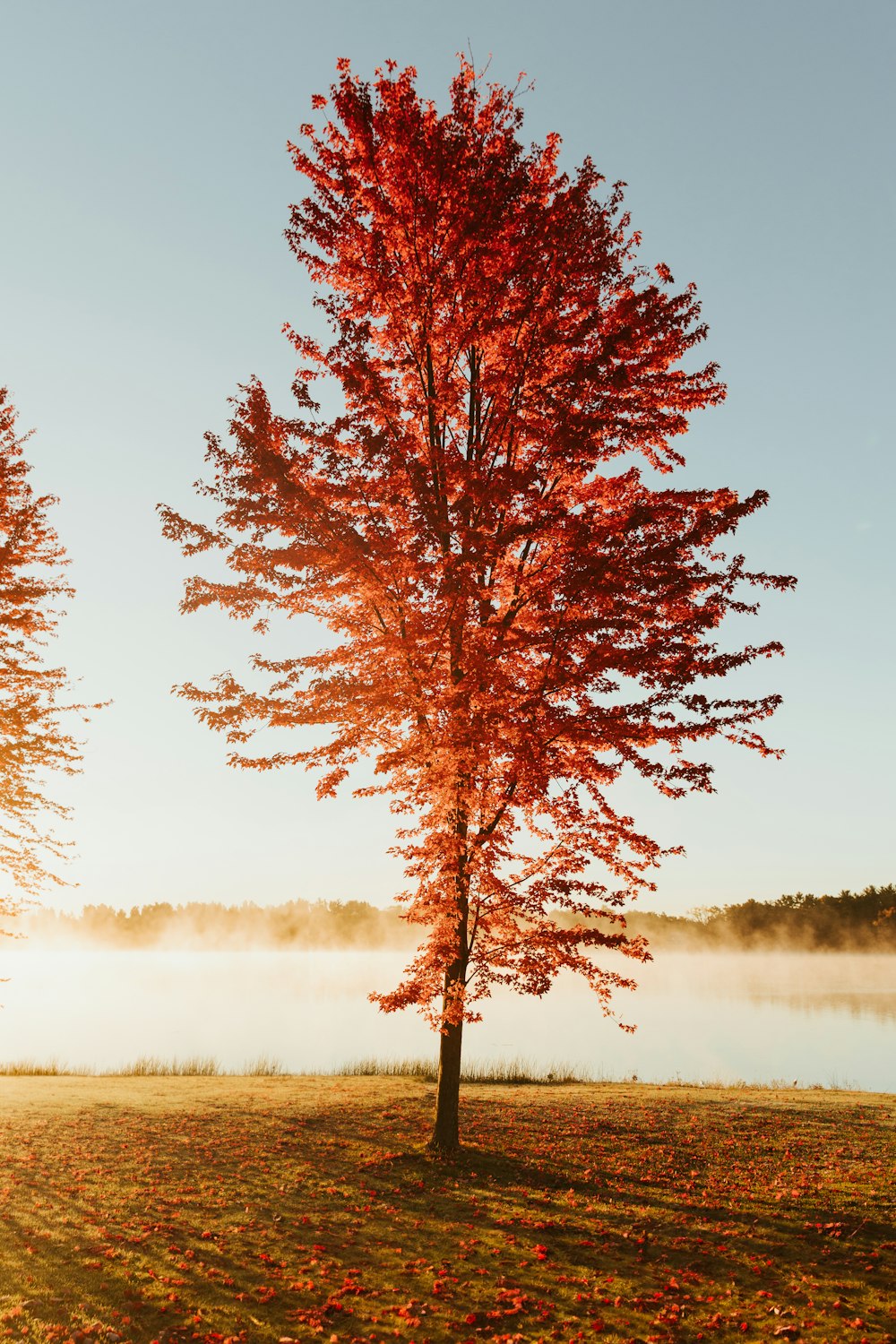 a red tree in the middle of a field