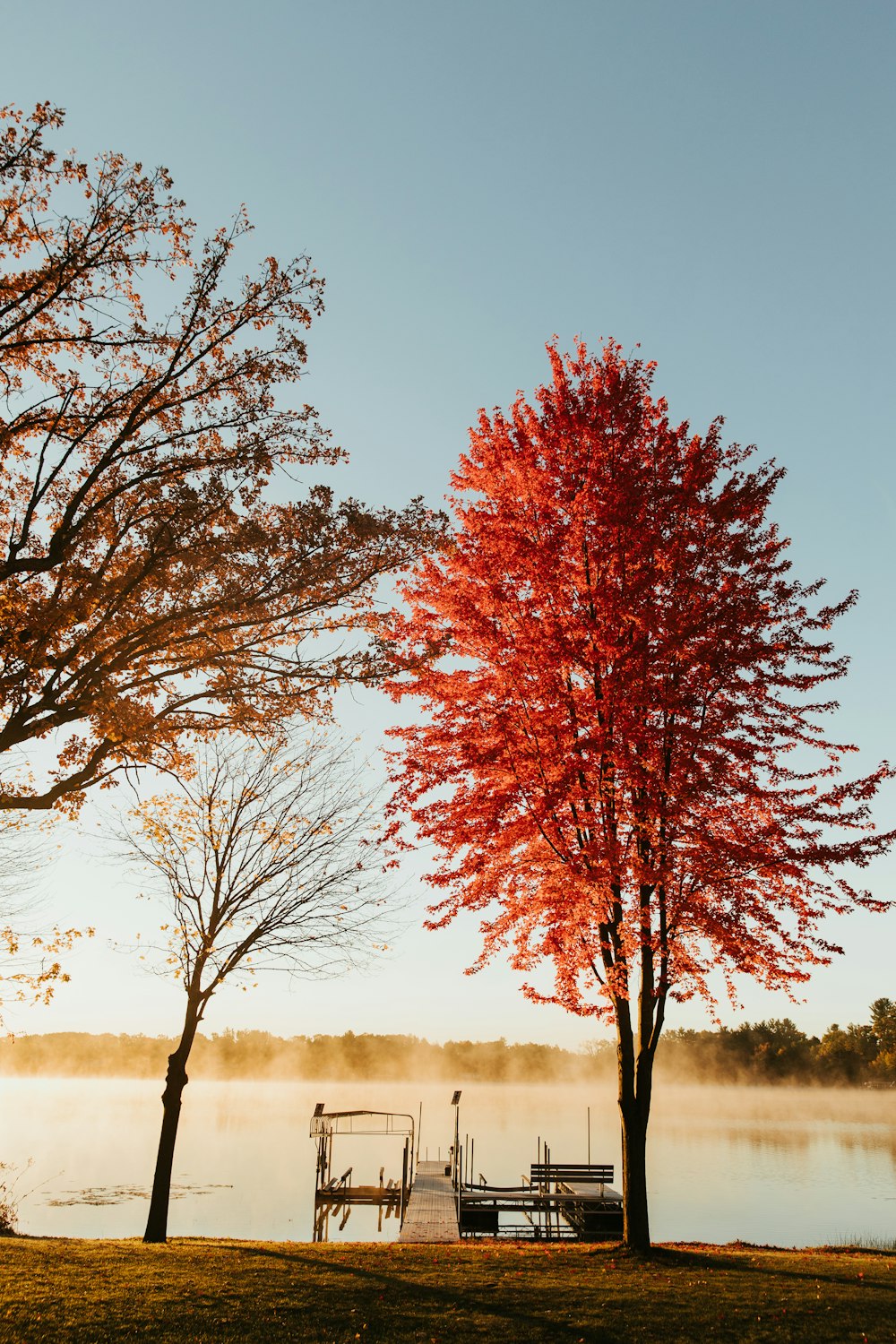 a red tree next to a body of water