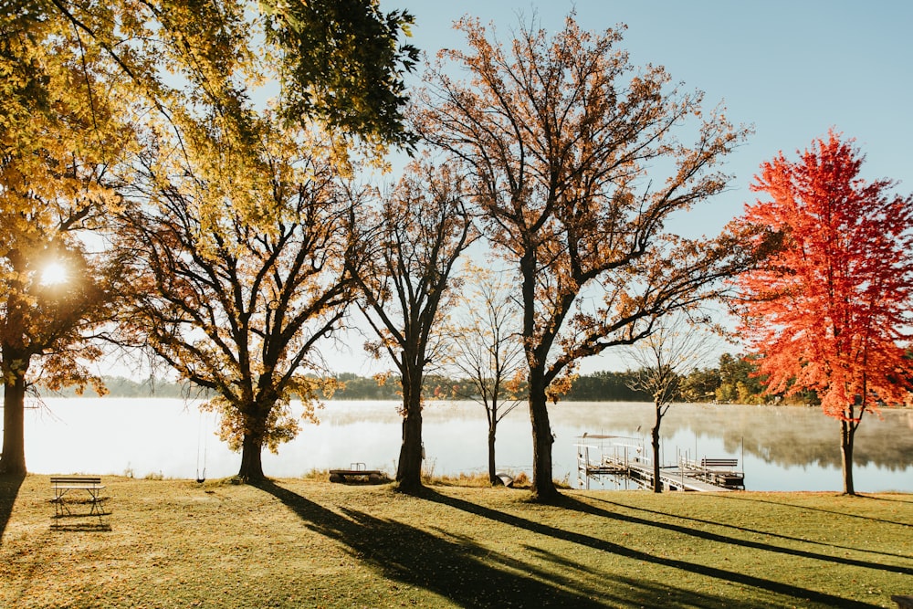 a row of trees next to a body of water