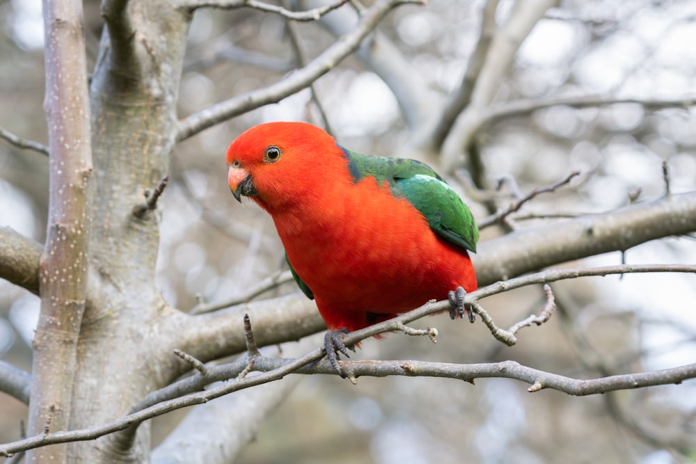 a red and green bird perched on a tree branch