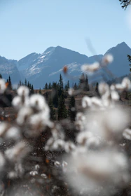 A serene mountain landscape with blooming wildflowers in the foreground under a clear blue sky.