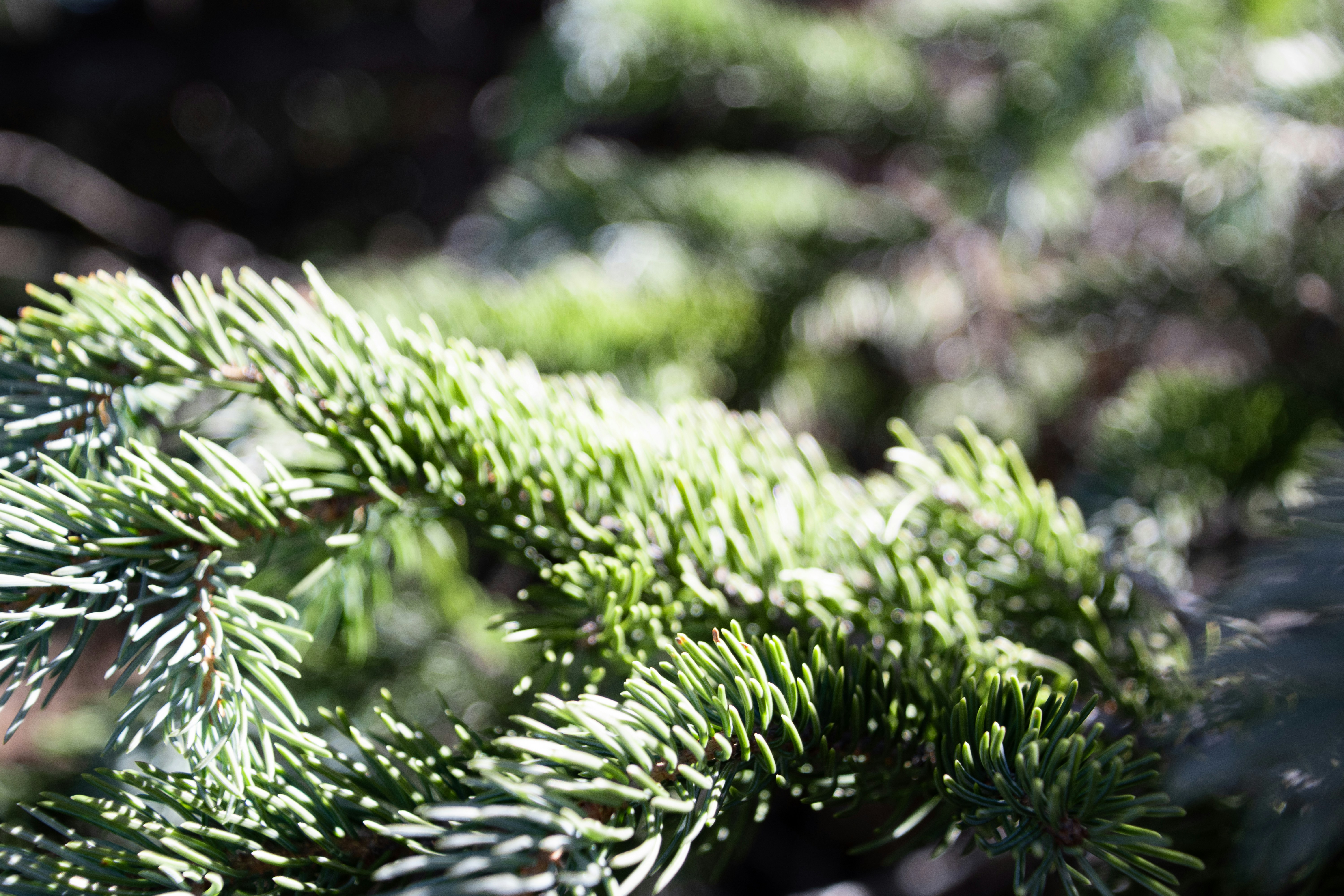 Photo by attaliehart