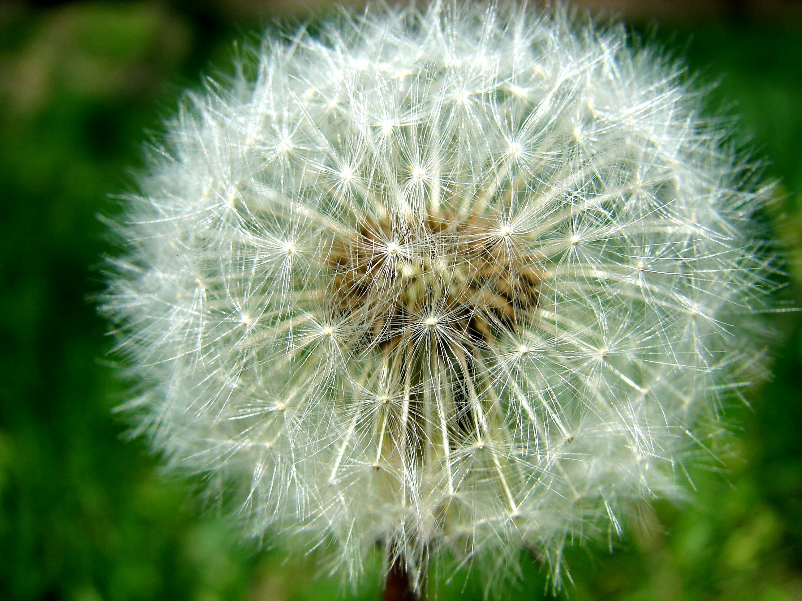a close up of a dandelion in a field