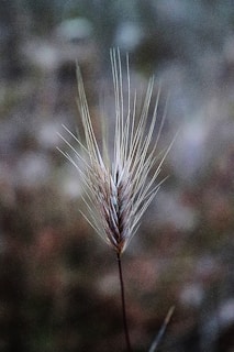 A single stalk of wheat is prominently displayed against a blurred, natural background. The wheat is detailed and in focus, with its long, delicate awns extending outwards, creating a feathery appearance.