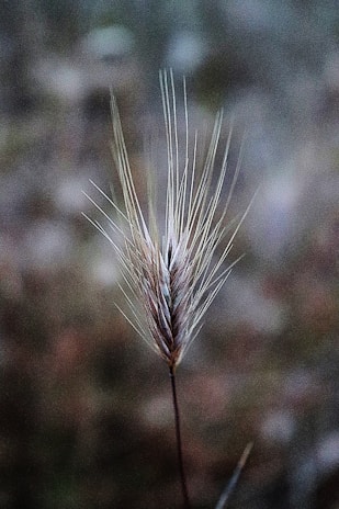 A single stalk of wheat is prominently displayed against a blurred, natural background. The wheat is detailed and in focus, with its long, delicate awns extending outwards, creating a feathery appearance.