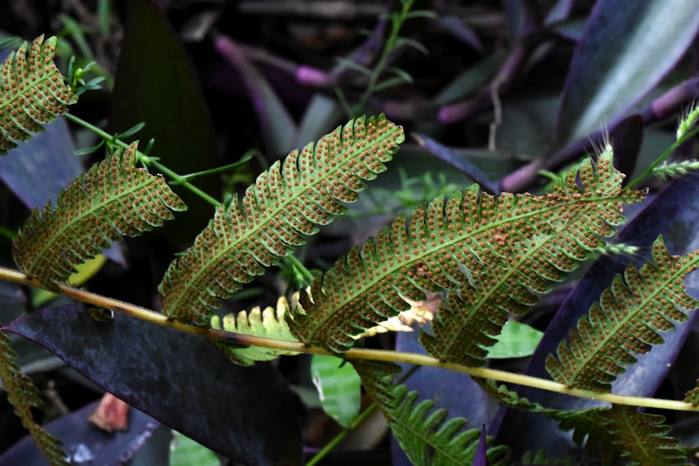 a close up of a green leaf on a plant