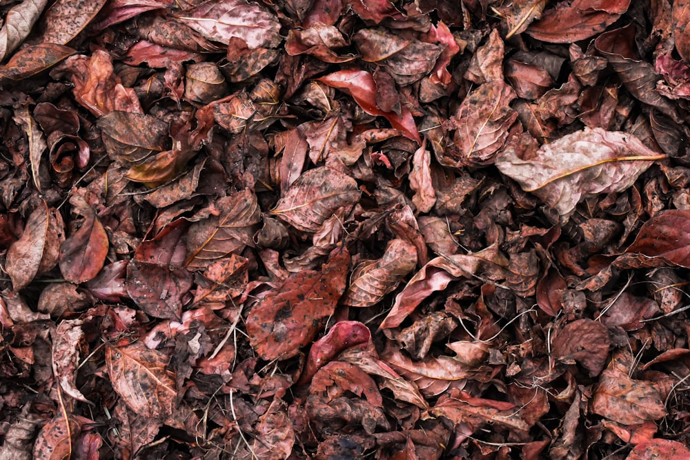 a bunch of leaves that are laying on the ground