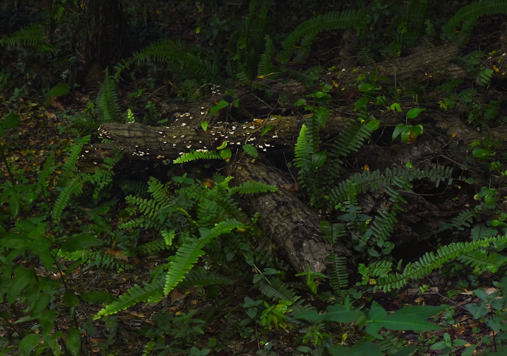 a fallen tree in the middle of a forest