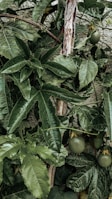 A vibrant and dense arrangement of broad, green leaves with glossy textures. Passion fruits can be seen amidst the foliage, hanging from the vine. The wooden stem emerges prominently from the center, providing structural support to the lively growth surrounding it.