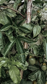 A vibrant and dense arrangement of broad, green leaves with glossy textures. Passion fruits can be seen amidst the foliage, hanging from the vine. The wooden stem emerges prominently from the center, providing structural support to the lively growth surrounding it.