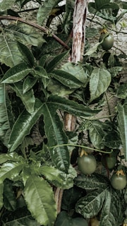 A vibrant and dense arrangement of broad, green leaves with glossy textures. Passion fruits can be seen amidst the foliage, hanging from the vine. The wooden stem emerges prominently from the center, providing structural support to the lively growth surrounding it.