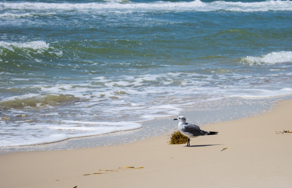 a seagull standing on a beach next to the ocean