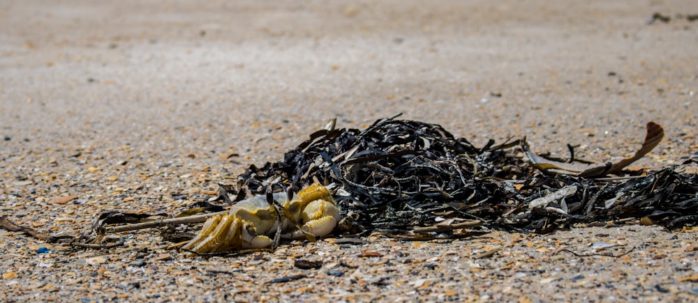 a pile of seaweed on the beach