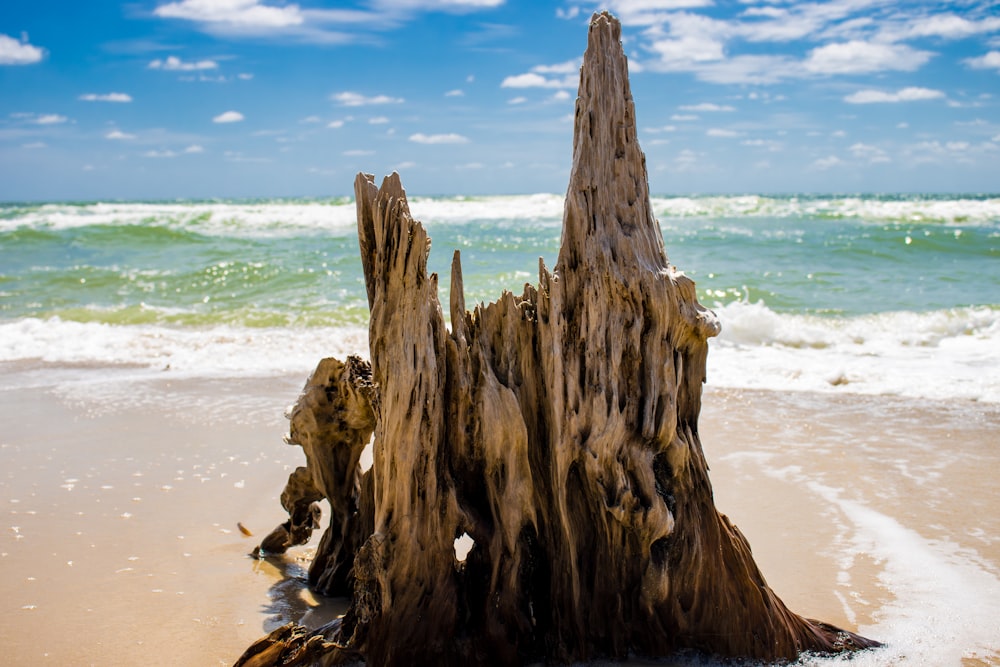 a tree stump on a beach with the ocean in the background
