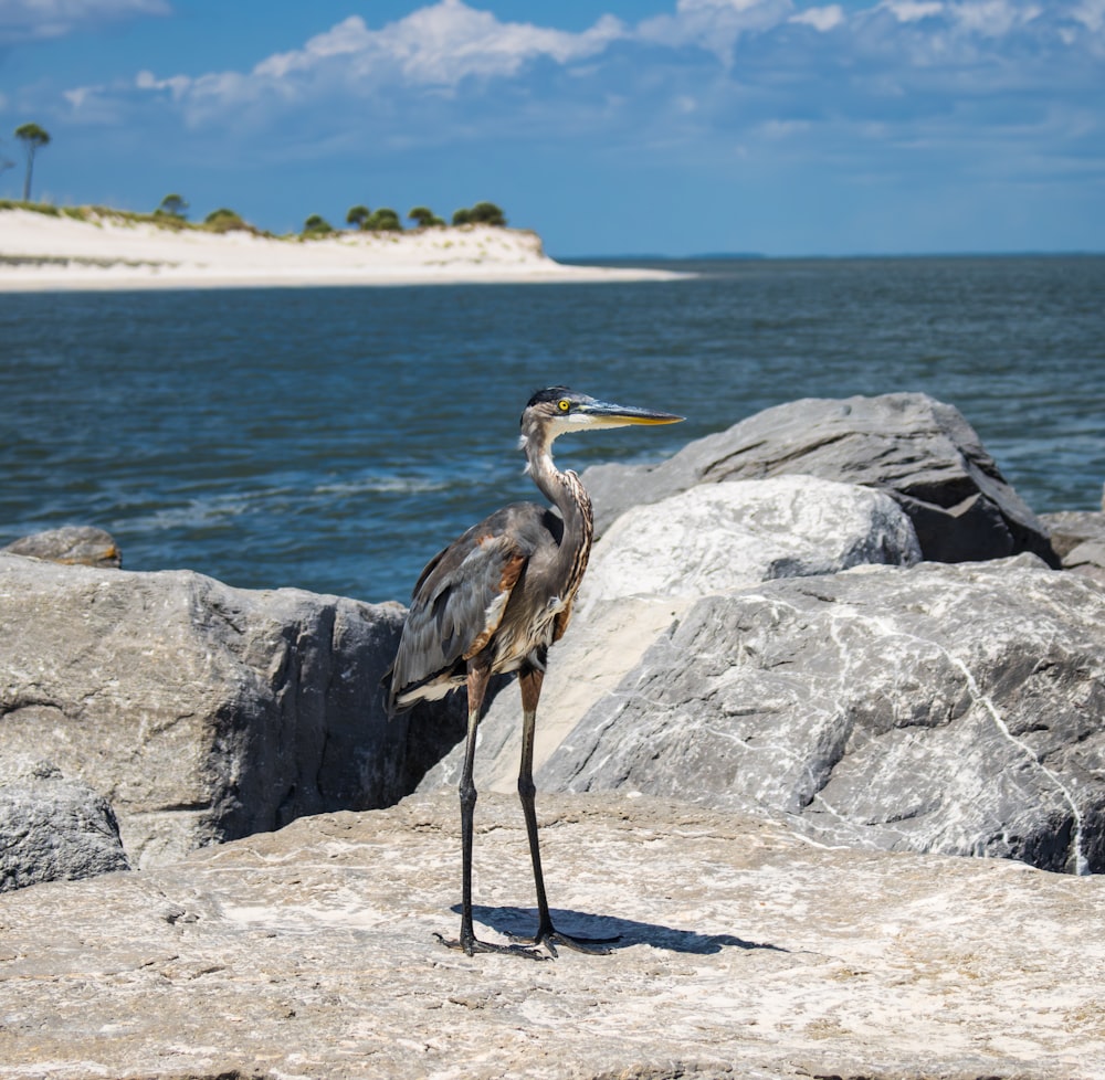 a bird is standing on some rocks by the water