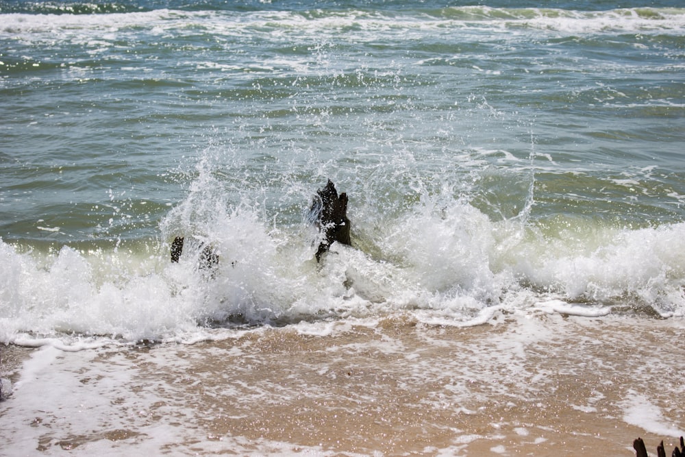 a dog is playing in the water at the beach