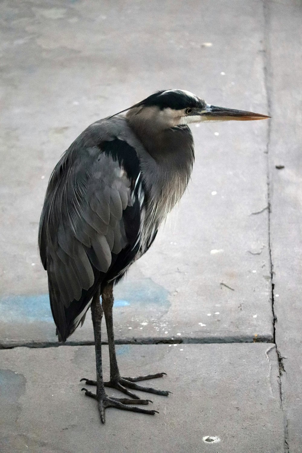 a bird with a long beak standing on a sidewalk