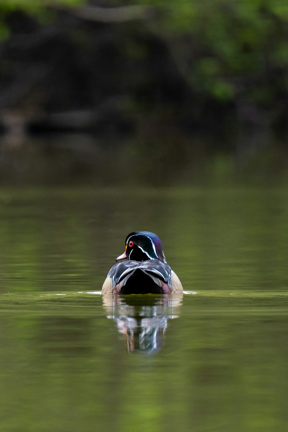 a black and brown duck floating on top of a lake