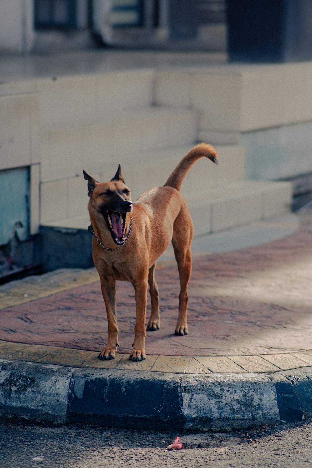 a brown dog standing on top of a sidewalk