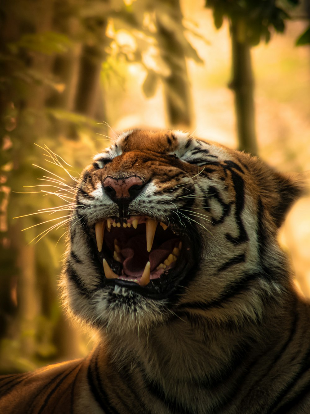 a close up of a tiger with its mouth open