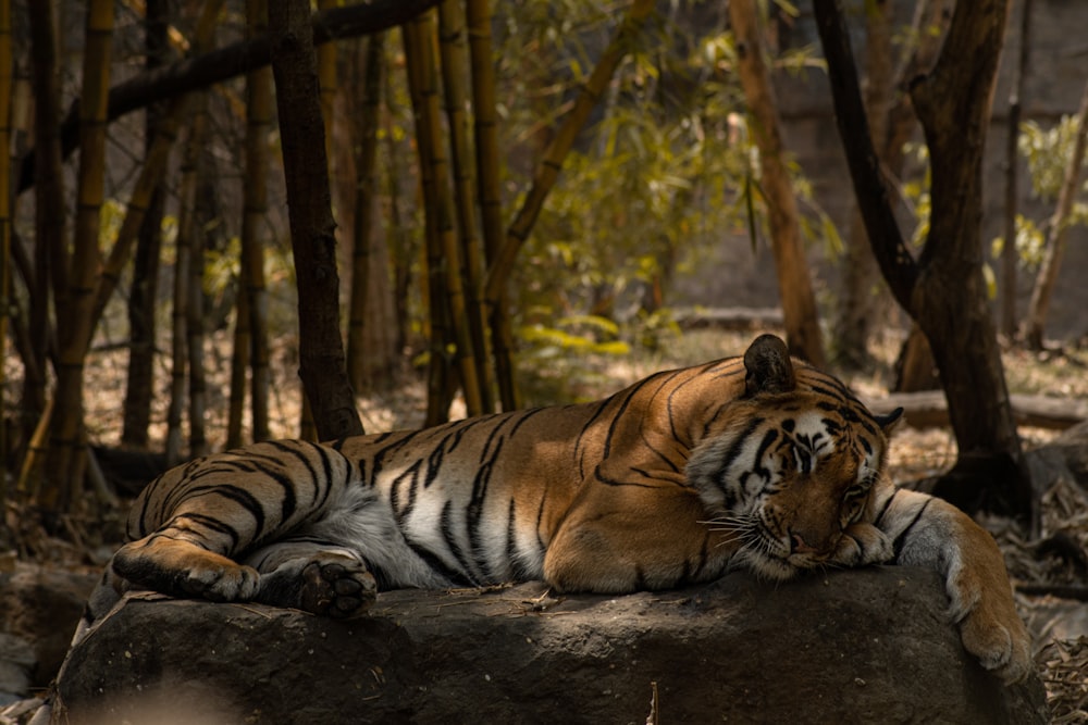 a tiger laying on top of a rock in a forest