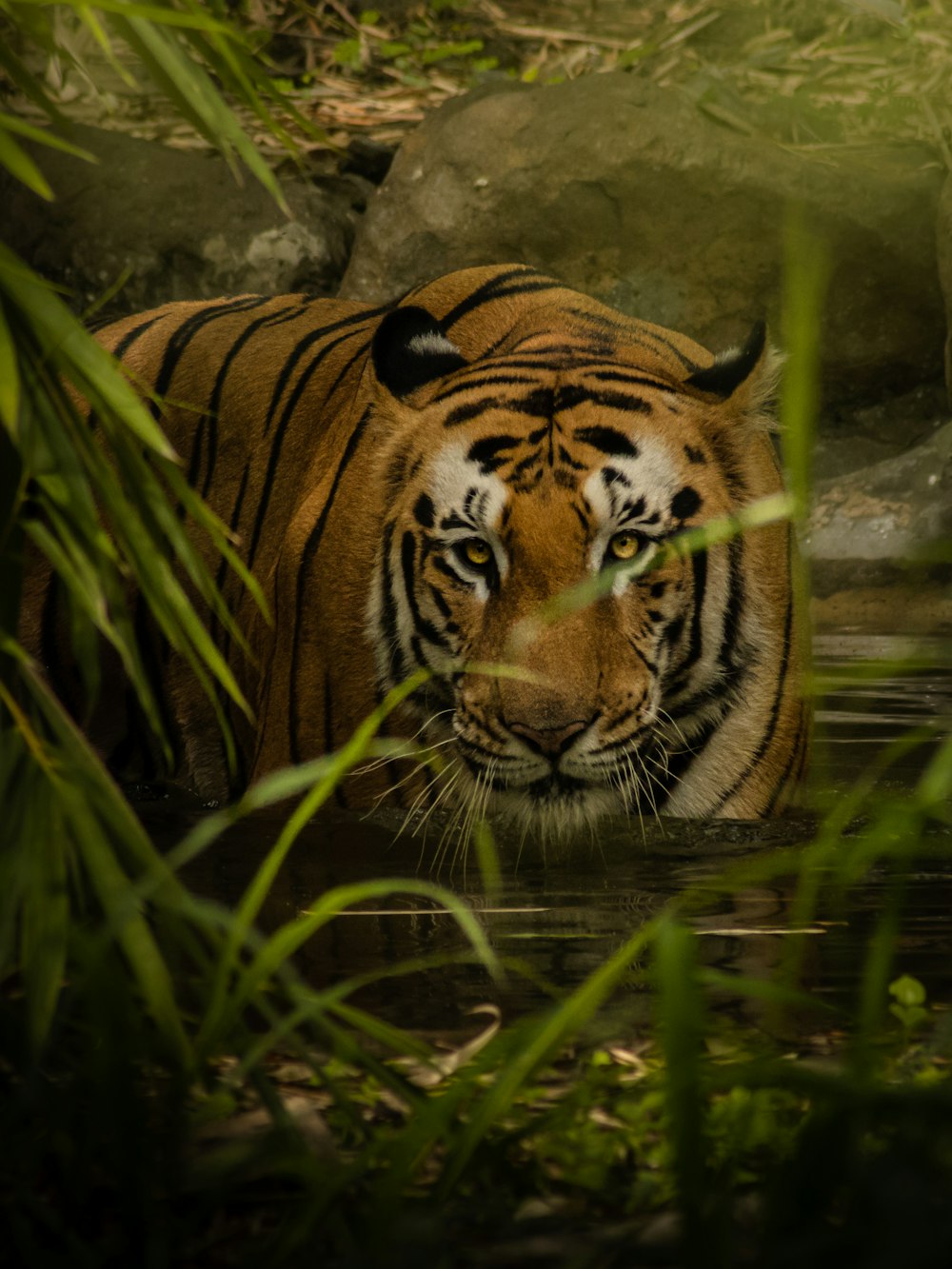 Un tigre caminando a través de un cuerpo de agua