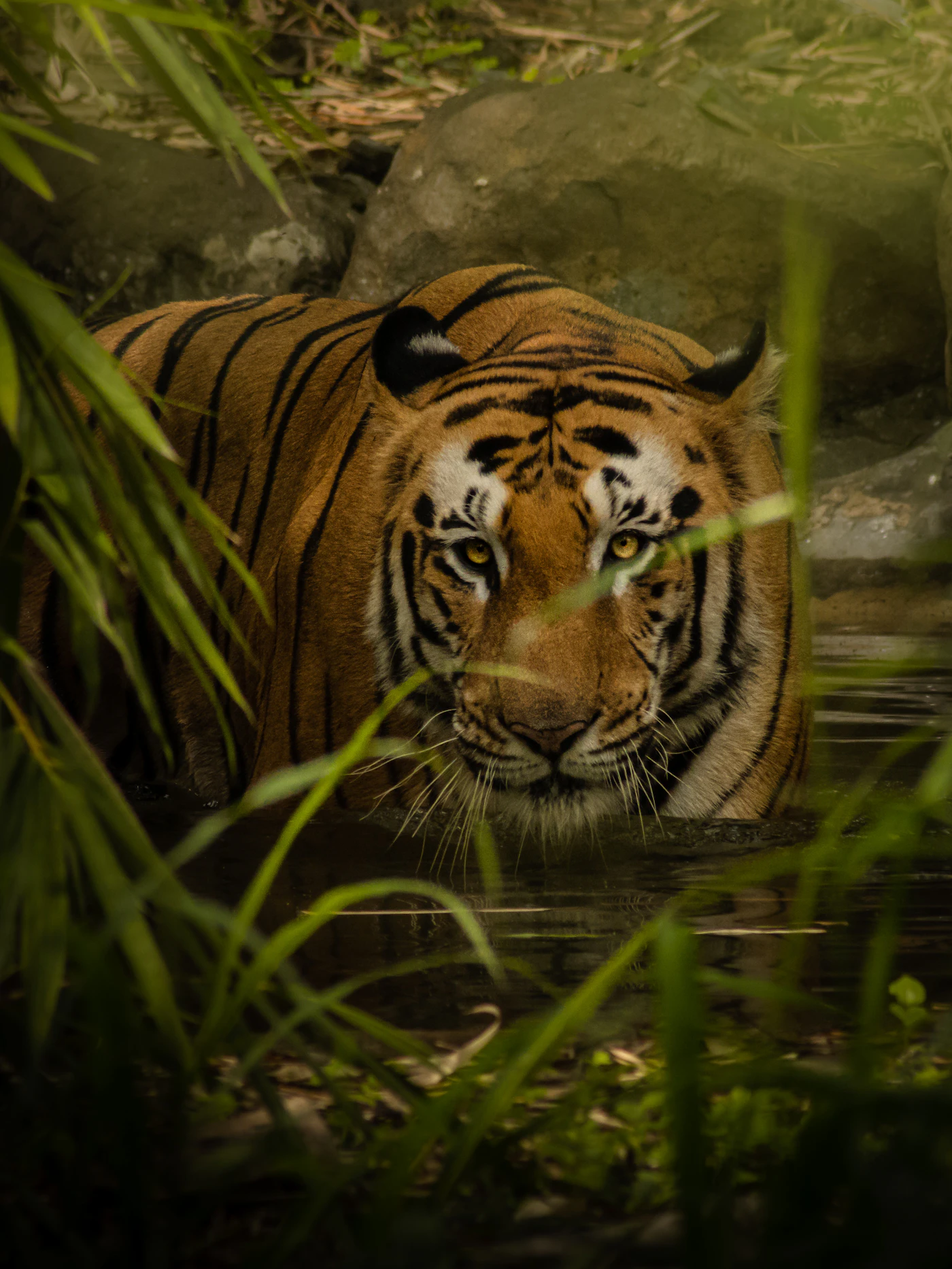 Ramgarh Vishdhari Tiger Reserve