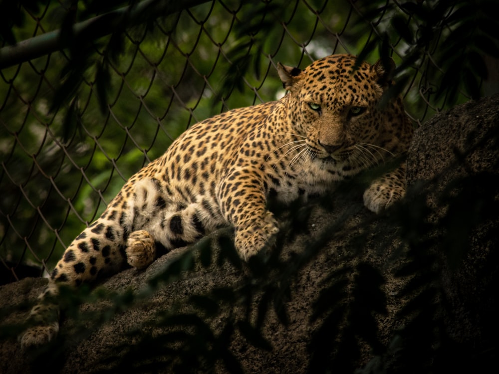 a leopard resting on a tree branch behind a chain link fence
