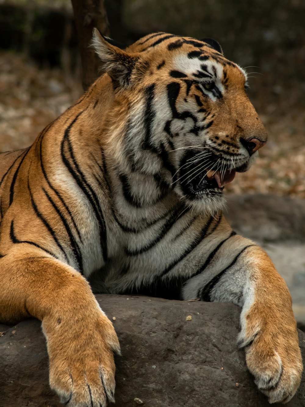 a tiger laying on top of a large rock