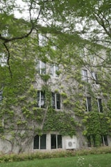 A building facade covered with lush green ivy, with several windows visible. The surrounding area is filled with greenery, including branches of trees extending across the image. The building has an air conditioning unit mounted on the wall.