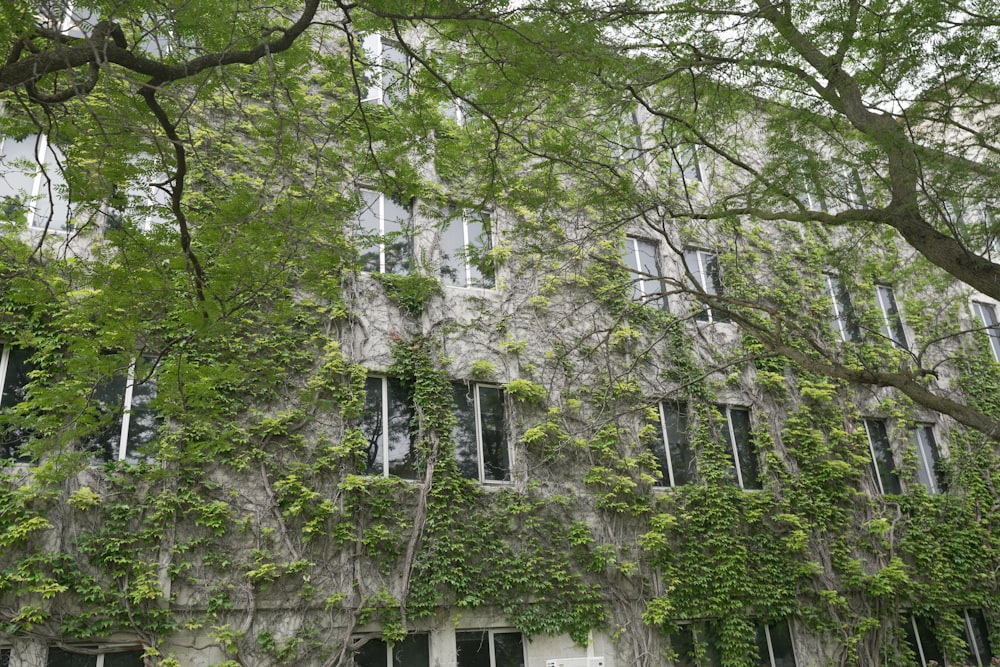 a large building covered in vines and trees