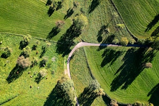 Aerial view of a lush green farm with livestock.