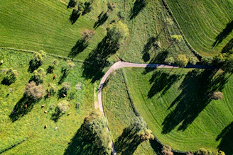 Aerial view of rolling green fields with grazing cattle and natural water streams.
